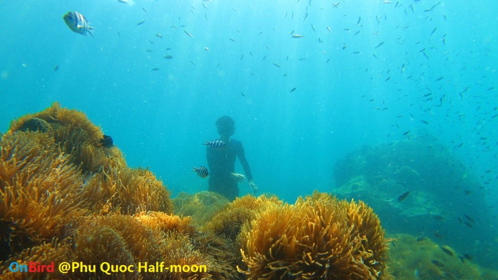 Golden Anemone clump at Phu Quoc Half-moon Reef, Phu Quoc Island Private Snorkeling - Phu Quoc Top snorkeling spot