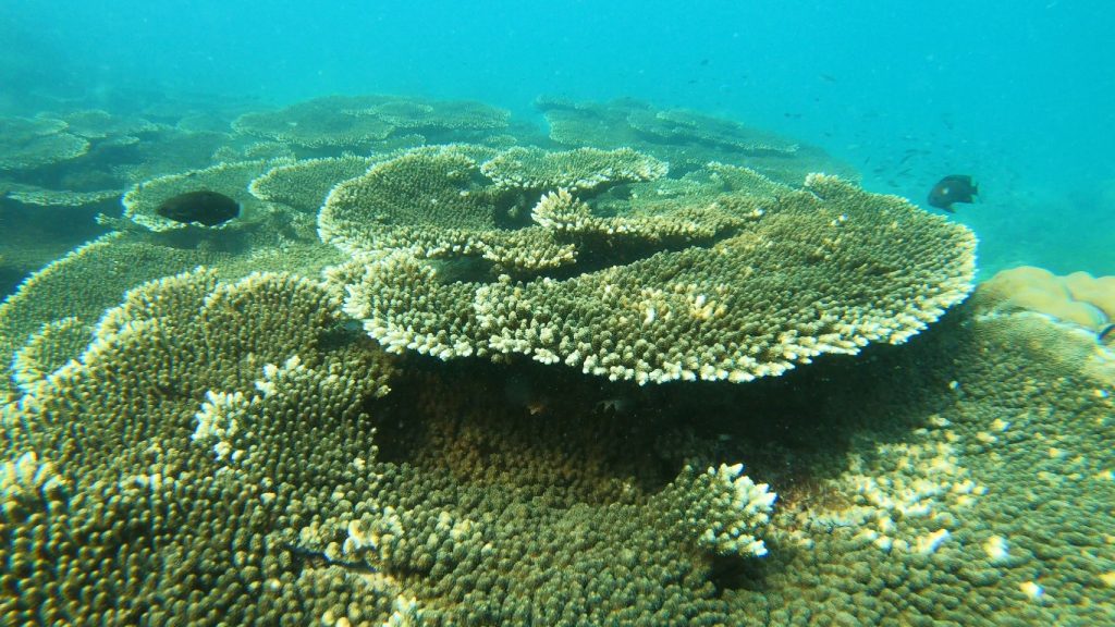 Phu Quoc Great Flower-shaped coral clump - Phu Quoc snorkeling