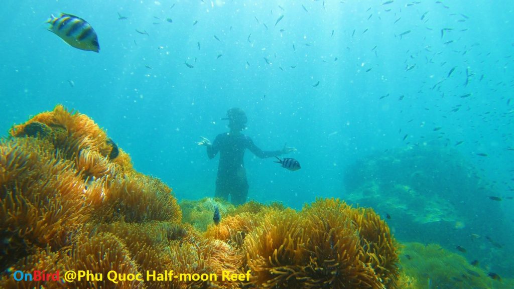 Golden Anemone clump at Phu Quoc Half-moon Reef, Phu Quoc Island Private Snorkeling - Phu Quoc Top snorkeling spot