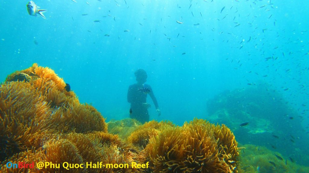 Golden Anemone clump at Phu Quoc Half-moon Reef, Phu Quoc Island Private Snorkeling