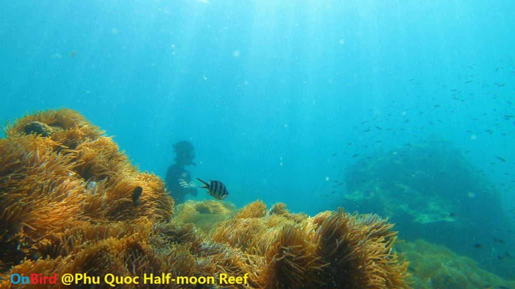 Golden Anemone clump at Phu Quoc Half-moon Reef, Phu Quoc Island Private Snorkeling - Phu Quoc Top snorkeling spot