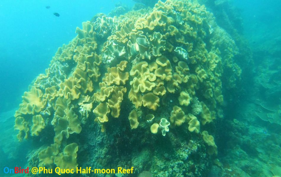 Snorkeling to explore Coral Covered canyon at Half-moon Reef - Things to do in Phu Quoc Island