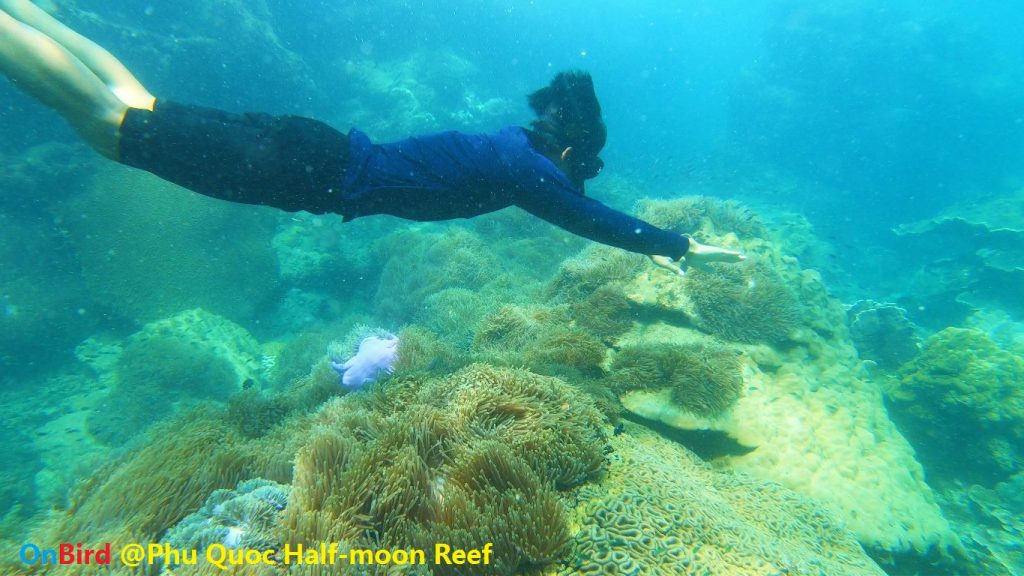 Swimming over Golden Anemone clump at Phu Quoc Half-moon Reef, Phu Quoc Island Private Snorkeling - Phu Quoc Top snorkeling spot