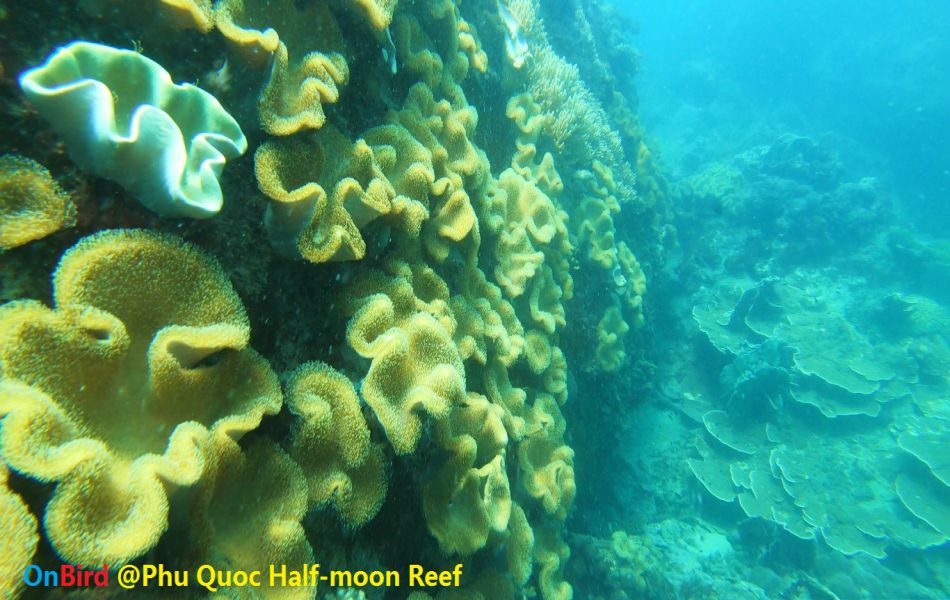 Snorkeling to explore Coral Covered canyon at Half-moon Reef - Things to do in Phu Quoc Island