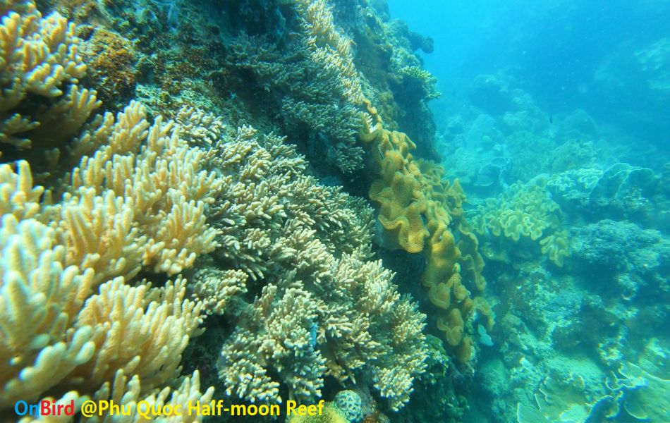 Snorkeling to explore Coral Covered canyon at Half-moon Reef - Things to do in Phu Quoc Island