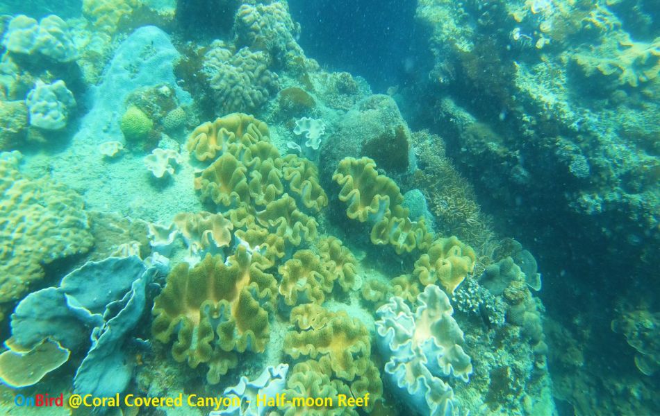 Phu Quoc Coral Covered Canyon - Phu Quoc Snorkeling - Phu Quoc Guide 