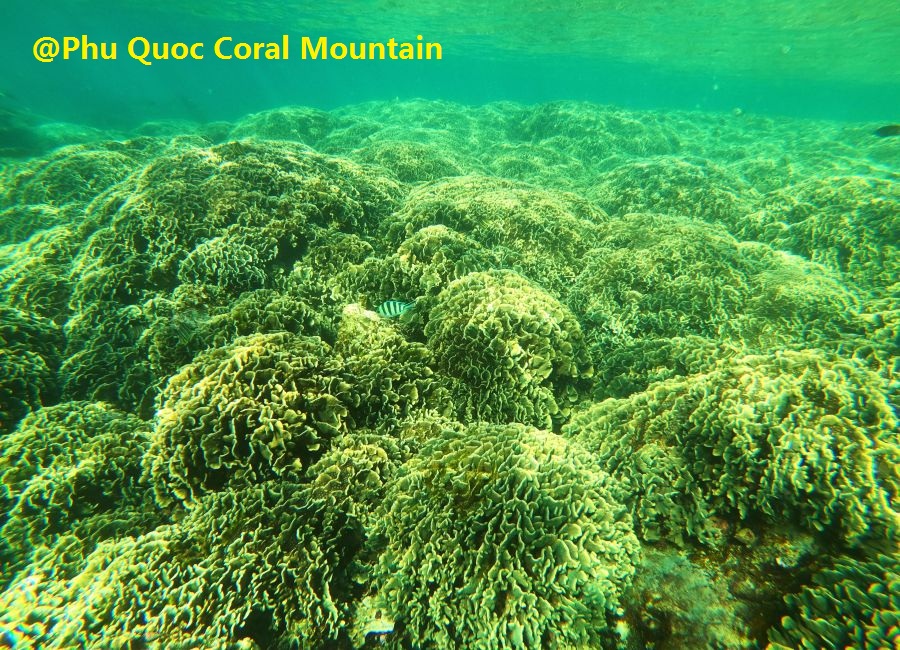 Phu Quoc Undersea Coral Mountain - Phu Quoc Tailor-made Snorkeling Trip