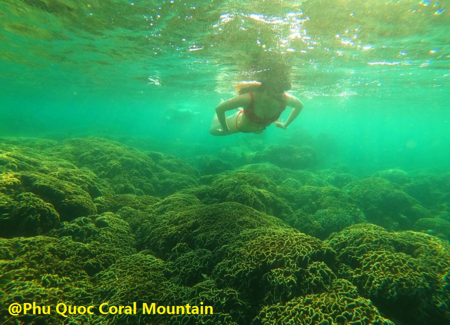 Phu Quoc Coral Mountain in private snorkeling trip - Save Phu Quoc Coral - Chasing Coral