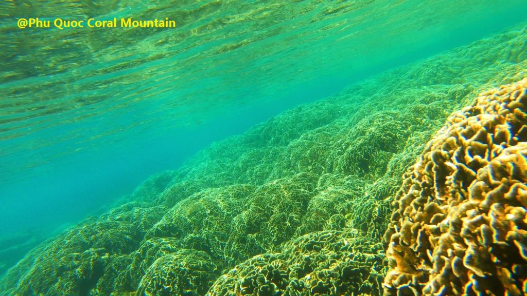 Phu Quoc Undersea Coral Mountain - Phu Quoc Tailor-made Snorkeling Trip