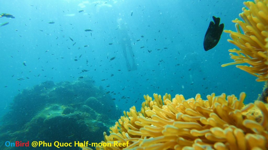 Golden Anemone clump at Phu Quoc Half-moon Reef, Phu Quoc Island Top Snorkeling spot