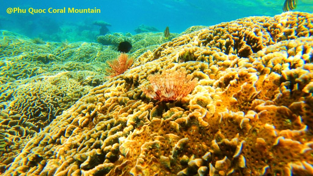 Phu Quoc Coral Mountain in private snorkeling trip - Save Phu Quoc Coral