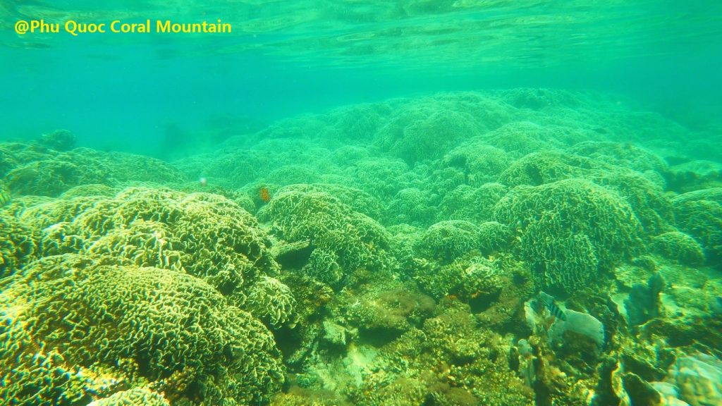 Phu Quoc Coral Mountain - Save Phu Quoc Coral