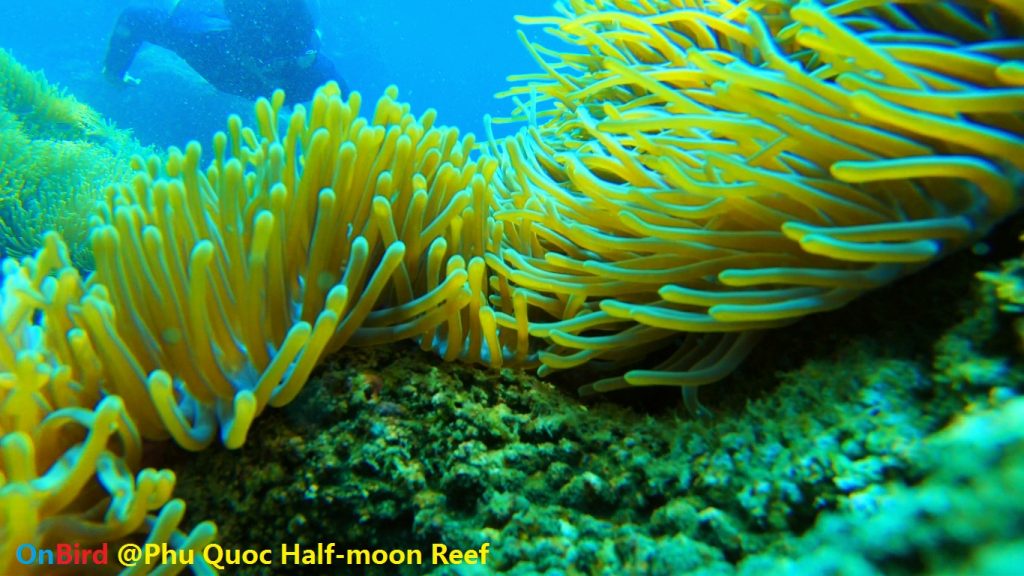 Golden Anemone clump at Phu Quoc Half-moon Reef, Phu Quoc Island Private Snorkeling - Phu Quoc Coral Reef