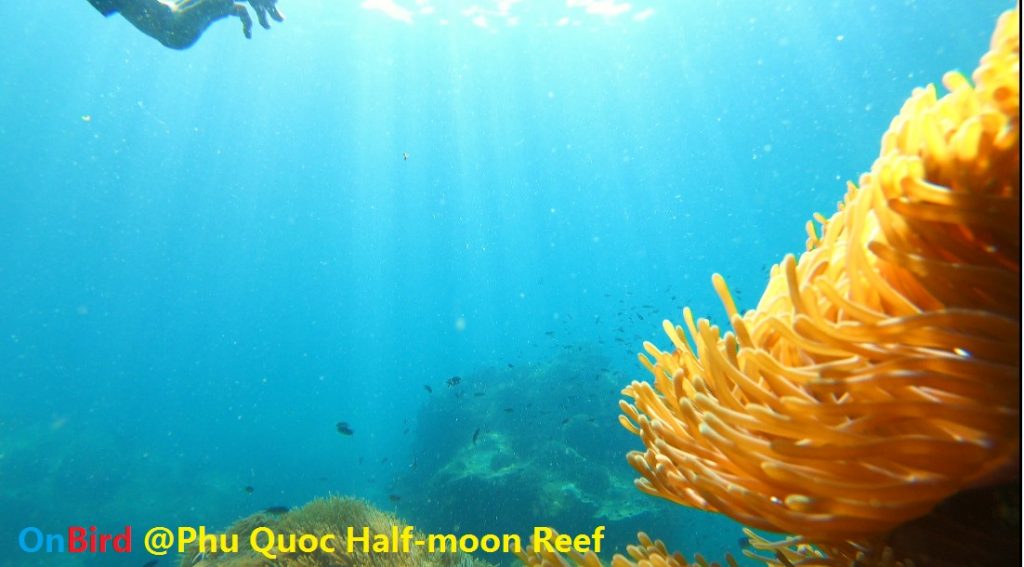 Golden Anemone clump at Phu Quoc Half-moon Reef, Phu Quoc Island Private Snorkeling