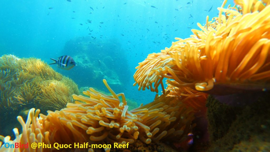Golden Anemone clump at Phu Quoc Half-moon Reef, Phu Quoc Island Snorkeling