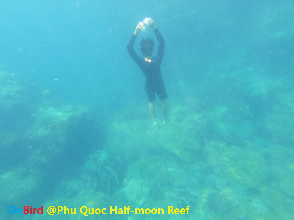 Golden Anemone clump at Phu Quoc Half-moon Reef, Phu Quoc Island Private Snorkeling - Phu Quoc Top snorkeling spot