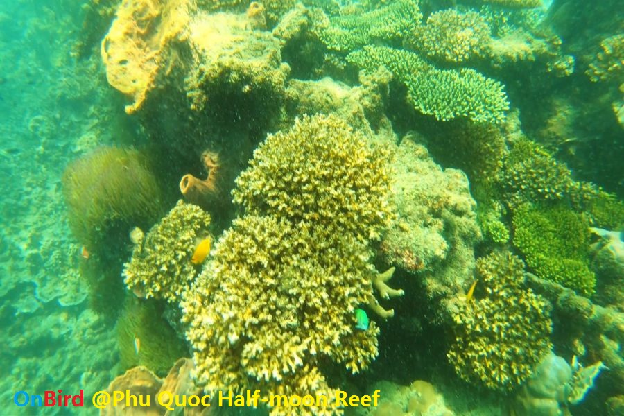 Phu Quoc Coral-covered Continental Slope - Phu Quoc Snorkeling at Half-moon Reef
