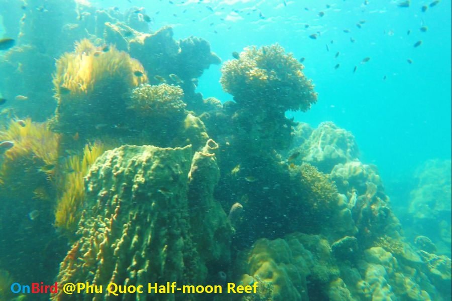 Phu Quoc Coral-covered Continental Slope - Phu Quoc Snorkeling at Half-moon Reef