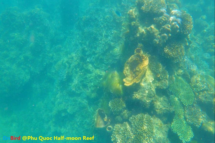 Phu Quoc Coral-covered Continental Slope - Phu Quoc Snorkeling at Half-moon Reef