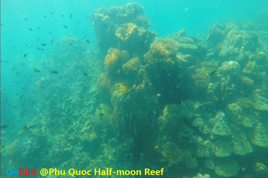 Phu Quoc Coral-covered Continental Slope - Phu Quoc Snorkeling at Half-moon Reef