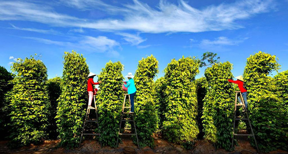 Pepper garden- Cua Can Commune-Phu Quoc