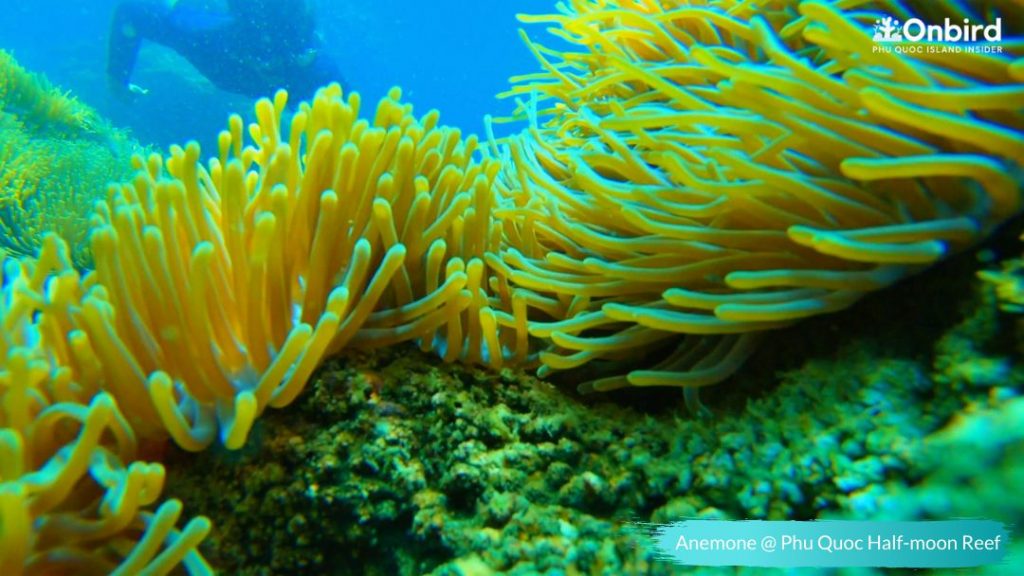Anemone Cluster at Half-moon Reef – Phu Quoc Snorkeling & Diving site
