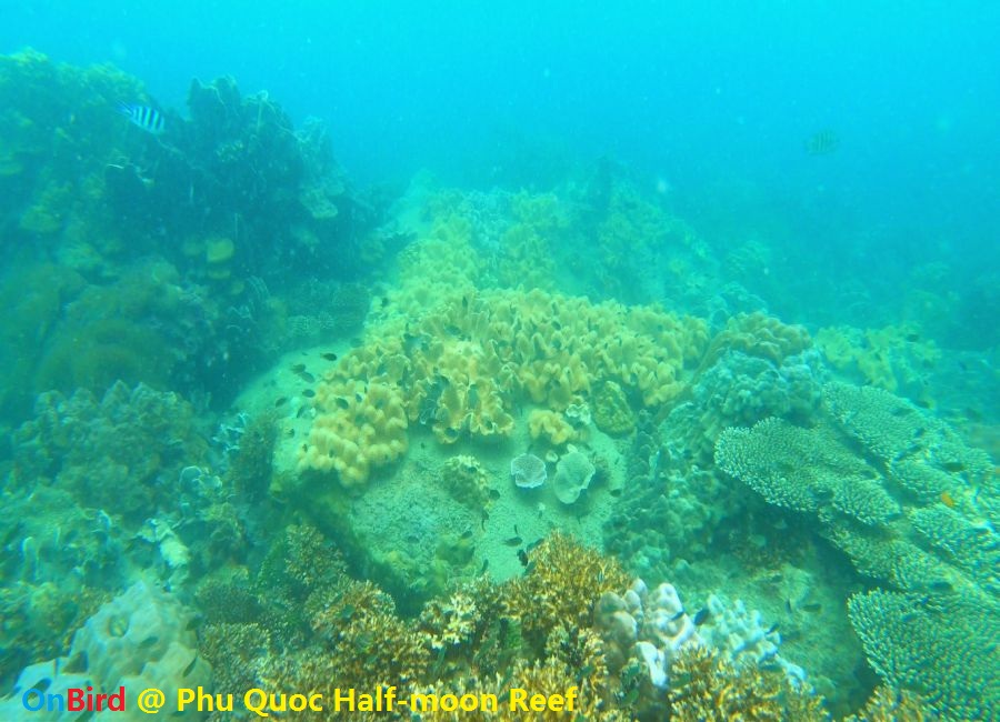 Phu Quoc Half-moon Reef - Top Scuba Diving and Free Snorkeling site ...