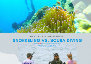 Snorkeling Vs. Scuba Diving