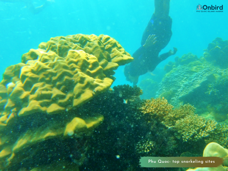 Snorkeling to explore the hidden beauty of Phu Quoc sea - Phu Quoc Tour