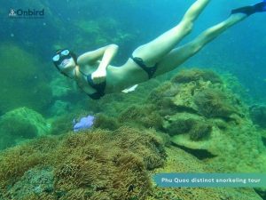 Snorkeling to see anemone in Phu Quoc Island, Vietnam