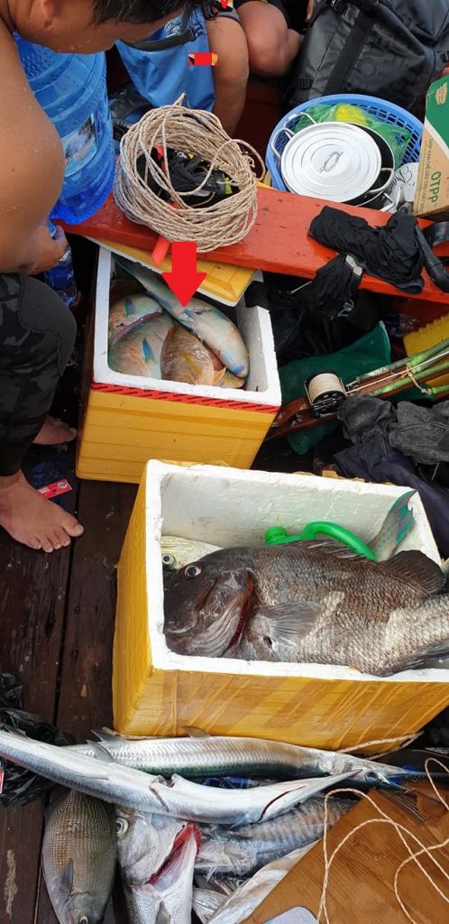 The tank if fully filled with Parrotfish after the spearfishing - Save Phu Quoc