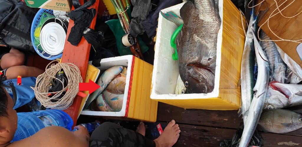 The tank if fully filled with Parrotfish after the spearfishing - Save Phu Quoc