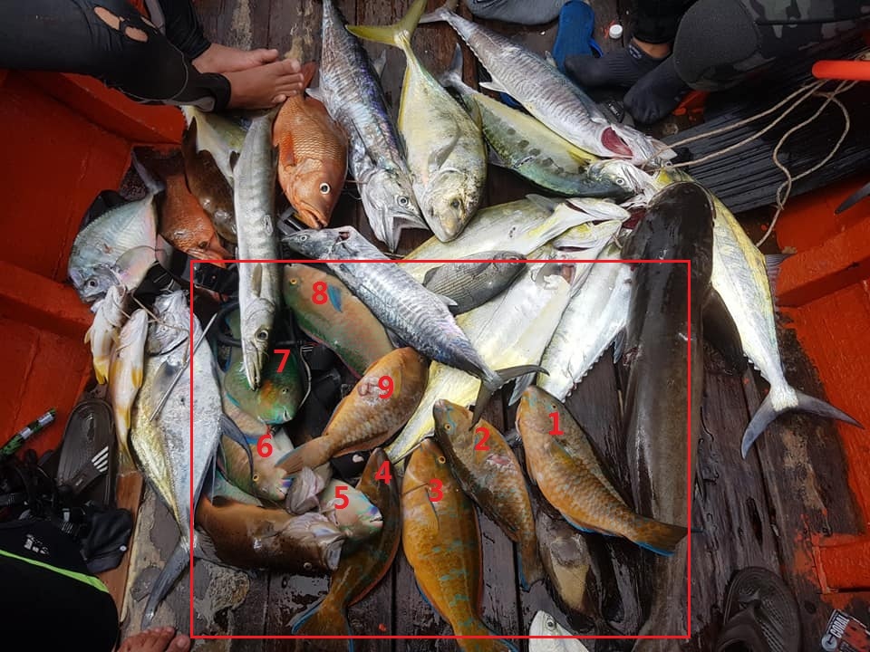Spearfishing men on the boat with their spoils after the hunt with many Parrotfish - Save Phu Quoc