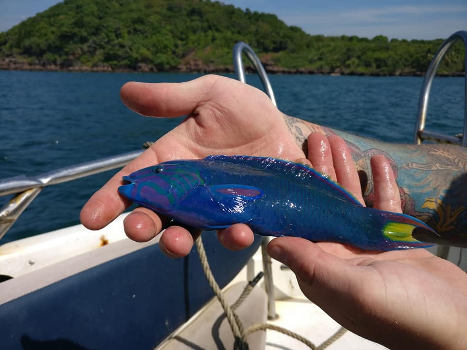 A small Parrotfish caught by a small hock when people do fishing in Phu Quoc - Save Phu Quoc