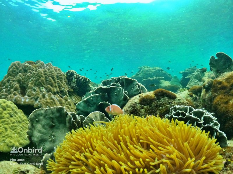 Anemone and clownfish at Phu Quoc North-East coral reef, Phu Quoc Island, Vietnam