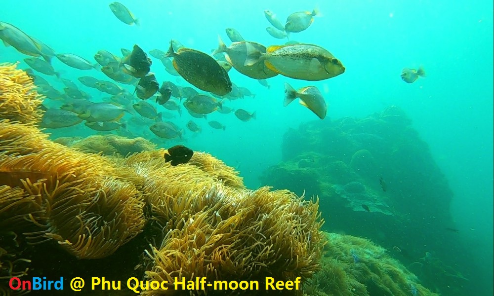 Phu Quoc Anemone fish - Phu Quoc snorkeling trip