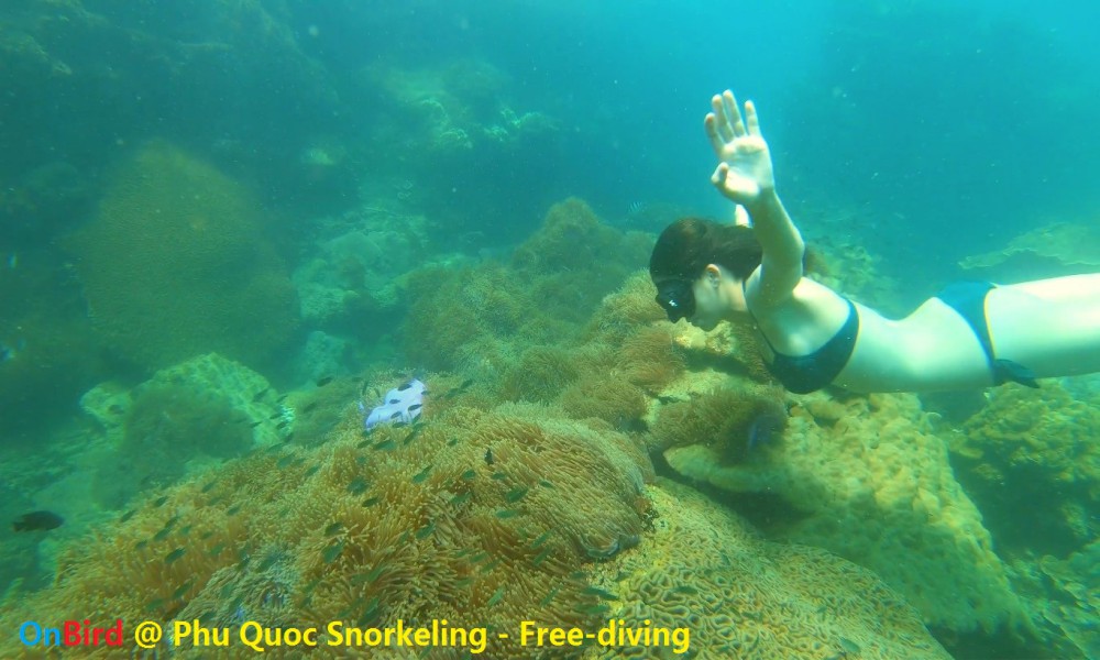 Anemone clump at Phu Quoc U-Turn - Phu Quoc Snorkeling