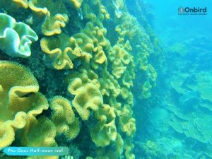 Phu Quoc things to do - Explore Coral at Half-moon Reef