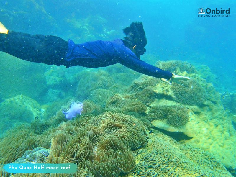 スピードボートでフーコックの半月サンゴ礁 (Half-moon Reef) とサンゴ