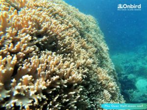Phu Quoc touristy-avoiding snorkeling tour to explore coral species at Half-moon Reef
