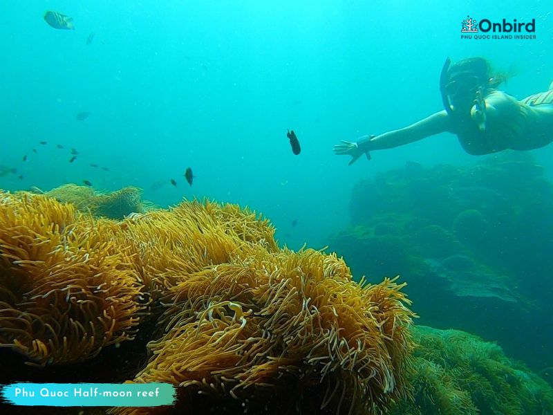 Golden Anemone clump at Phu Quoc Half-moon Reef, Phu Quoc Island Private Snorkeling - Phu Quoc Top snorkeling spot