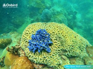 Phu Quoc touristy-avoiding snorkeling tour to explore Half-moon Reef - Brain coral