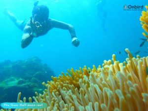 Phu Quoc things to do - Save Phu Quoc Coral when doing snorkel