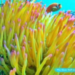 Phu Quoc Clownfish - Phu Quoc Anemone fish - Phu Quoc snorkeling - diving sites