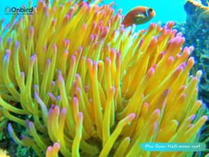 Phu Quoc Clownfish - Phu Quoc Anemone fish - Phu Quoc snorkeling - diving sites