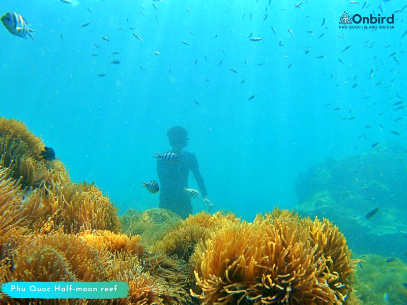 One of largest Anemone grove of Phu Quoc Island in the Half-moon Reef - Phu Quoc Snorkeling - Diving spots