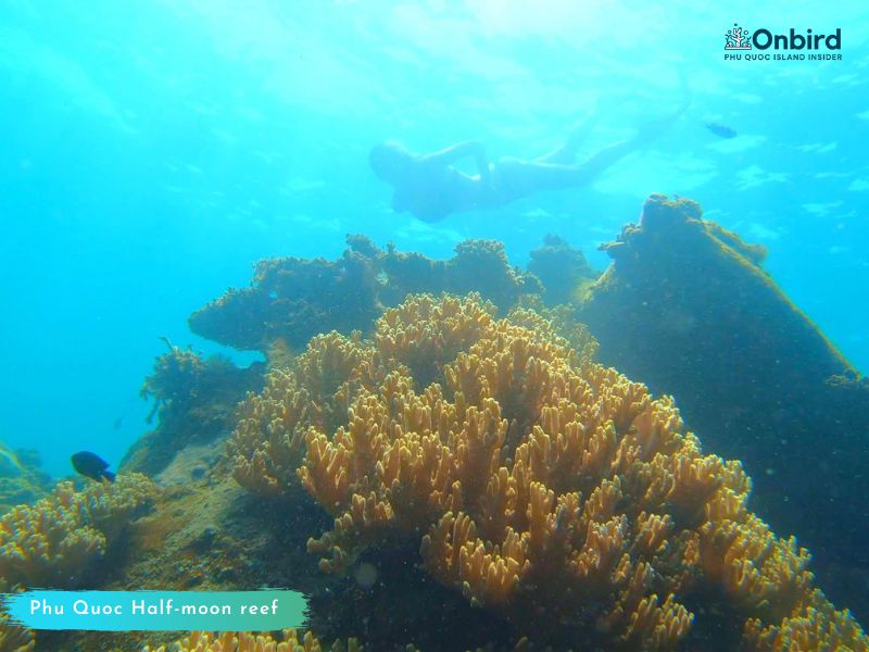 Phu Quoc touristy-avoiding snorkeling tour to explore Half-moon Reef - Phu Quoc Tour