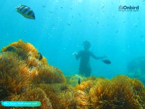 Phu Quoc touristy-avoiding snorkeling tour to explore Anemone at Half-moon Reef