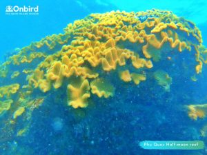 Phu Quoc things to do - Explore Golden Leather at Half-moon Reef
