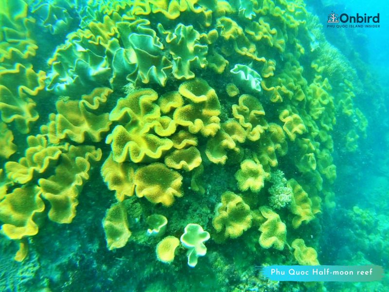 Phu Quoc Coral Covered Canyon at Half-moon Reef - Phu Quoc snorkeling - Phu Quoc snorkeling